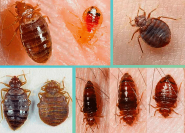 В данной статье мы рассмотрим эффективные методы профилактики появления клопов в доме. Вы узнаете о причинах их появления, а также о простых и дост...