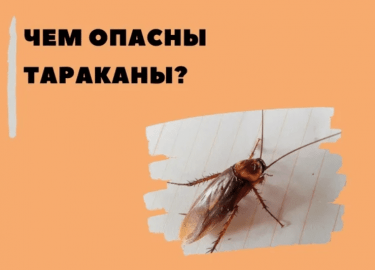В данной статье мы подробно рассмотрим, чем опасны тараканы для здоровья человека и домашних животных, а также предложим эффективные методы борьбы ...