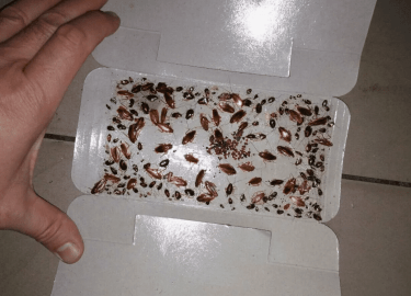 В данной статье мы рассмотрим, как правильно выбрать компанию для уничтожения насекомых в Красноярске. Вы узнаете о ключевых аспектах, на которые с...