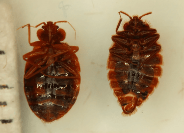 В этой статье мы рассмотрим, как избавиться от клопов в квартире в Челябинске. Вы узнаете о причинах появления клопов, эффективных методах борьбы с...