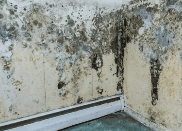 В данной статье мы подробно рассмотрим проблему плесени в Казани, ее причины и последствия, а также эффективные методы уничтожения. Вы узнаете, как...