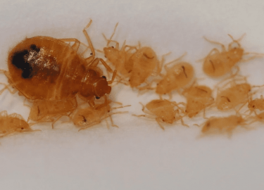 В этой статье мы расскажем о том, как избавиться от клопов в Казани. Вы узнаете о причинах появления этих насекомых, эффективных методах борьбы с н...