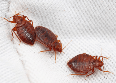 В данной статье мы рассмотрим эффективные методы травли клопов в Санкт-Петербурге, предлагая гарантированные решения для борьбы с этой проблемой. В...