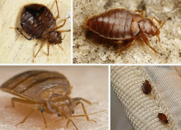 В данной статье мы рассмотрим эффективные методы уничтожения клопов в Санкт-Петербурге. Вы узнаете о причинах появления этих насекомых, а также о п...