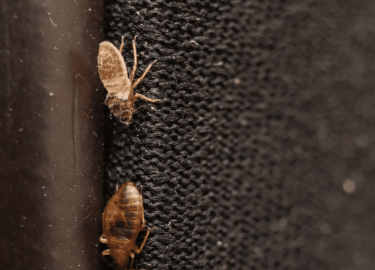 В данной статье мы рассмотрим проблему появления клопов на Васильевском острове и предложим эффективные решения для их устранения. Вы узнаете, как ...