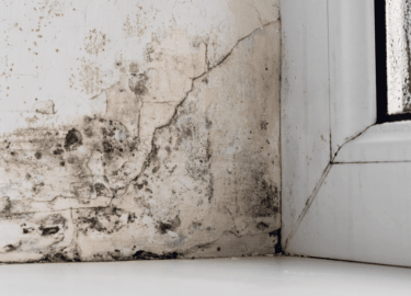 В данной статье мы рассмотрим проблему плесени в помещениях, расположенных вблизи станции метро Пушкинская. Вы узнаете о причинах появления плесени...