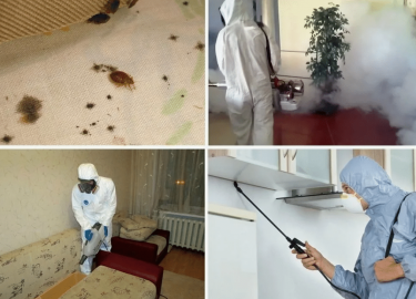 В данной статье мы подробно рассмотрим, как эффективно травить клопов в старых домах Санкт-Петербурга, чтобы обеспечить комфорт и безопасность Ваше...