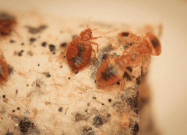 Статья содержит информацию о проблеме появления клопов в квартире, их последствиях для здоровья и эффективных методах борьбы с ними. Мы предлагаем ...