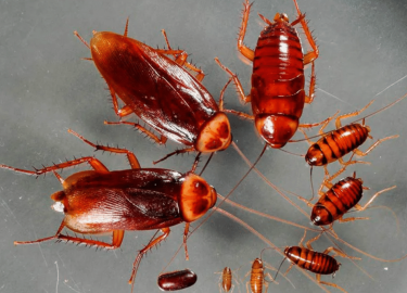 Статья посвящена проблеме уничтожения тараканов в Москве и эффективным методам дезинсекции. Мы рассмотрим причины появления этих вредителей, их вли...