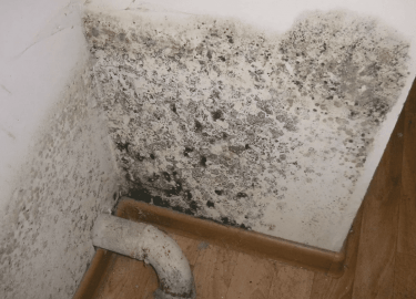 В данной статье мы рассмотрим важность обработки от плесени в Санкт-Петербурге, методы и технологии, используемые в клининге, а также советы по про...