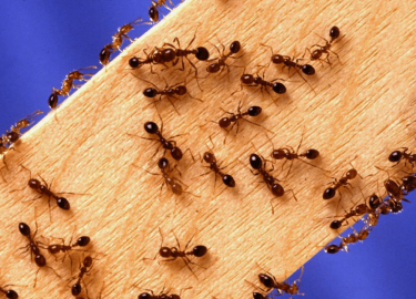 В данной статье мы рассмотрим эффективные методы борьбы с муравьями, которые помогут Вам избавиться от этих нежелательных гостей в Вашем доме. Мы о...