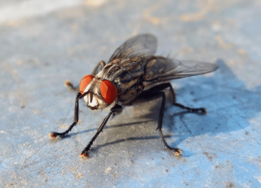 В данной статье мы рассмотрим эффективные народные методы избавления от мух, которые помогут Вам создать комфортную атмосферу в Вашем доме. Мы поде...
