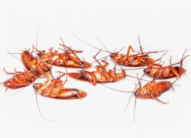 Если Вы столкнулись с проблемой появления тараканов в Вашем доме или офисе, важно знать, как правильно подойти к решению этой проблемы. В данной ст...