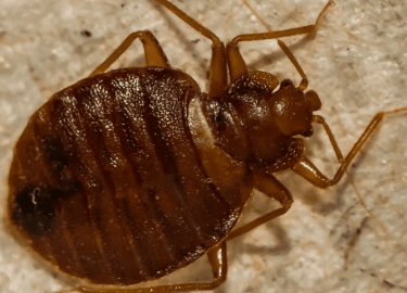 В данной статье мы рассмотрим, как избавиться от клопов в квартире Нижнего Новгорода. Вы узнаете о причинах появления этих насекомых, эффективных м...