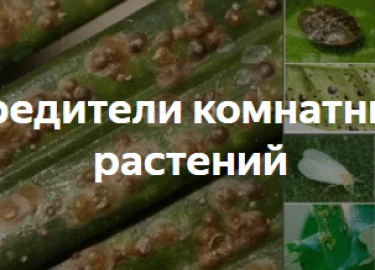 В данной статье мы подробно рассмотрим проблему вредителей комнатных растений, их влияние на здоровье растений и методы борьбы с ними. Вы узнаете, ...