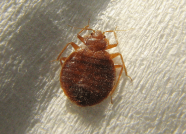 Статья посвящена проблеме уничтожения клопов в квартире и методам дезинфекции в Москве. Рассматриваются причины появления клопов, эффективные спосо...