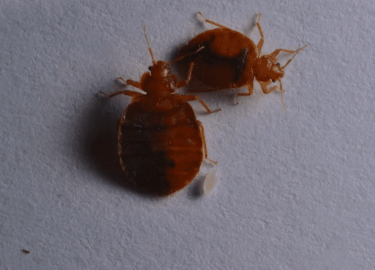 В данной статье мы рассмотрим, как провести обработку от клопов в Ломоносове, какие методы существуют для уничтожения этих вредителей, а также дади...