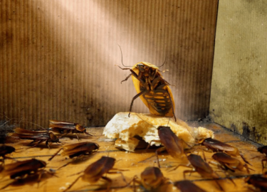 В данной статье мы рассмотрим эффективные методы борьбы с тараканами в квартире. Вы узнаете о причинах появления этих насекомых, а также о проверен...