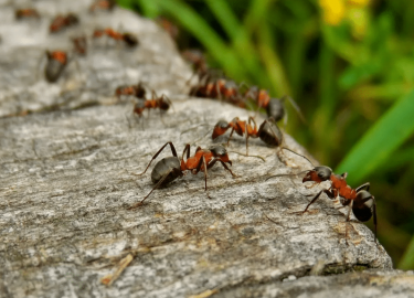 В этой статье мы рассмотрим эффективные методы борьбы с муравьями в огороде, а также дадим полезные советы по профилактике их появления. Если Вы хо...