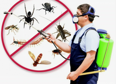 В данной статье мы рассмотрим, как правильно выбрать компанию для уничтожения насекомых в Москве. Мы обсудим ключевые аспекты, на которые стоит обр...