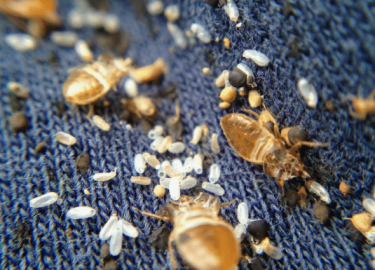 Статья посвящена проблеме клопов в Москве, их распознаванию и эффективным методам борьбы с ними. Рассматриваются услуги по уничтожению клопов, пред...