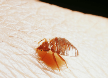 Статья посвящена эффективным методам уничтожения клопов в Москве, с акцентом на обработку туманом. Рассматриваются проблемы, связанные с клопами, и...