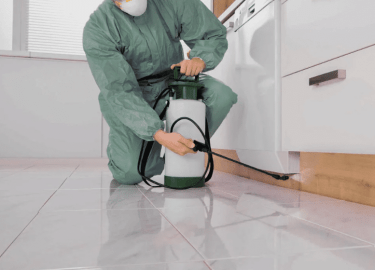 В данной статье мы рассмотрим важные аспекты дезинсекции в Санкт-Петербурге, включая методы борьбы с вредителями, советы по выбору компании и реком...