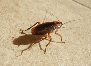 В данной статье мы рассмотрим проблему появления тараканов в домах и квартирах Москвы, а также предложим эффективные решения для их уничтожения. Уз...