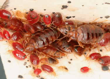 Статья посвящена проблеме уничтожения клопов в квартире в Москве. Мы рассматриваем признаки наличия клопов, методы борьбы с ними и рекомендуем обра...