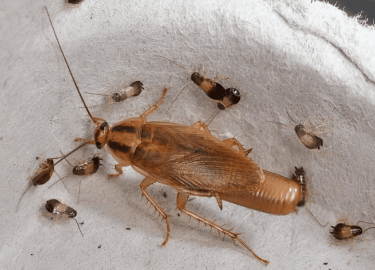 В данной статье мы рассмотрим эффективные методы борьбы с тараканами, которые помогут Вам избавиться от этих нежелательных гостей навсегда. Мы обсу...