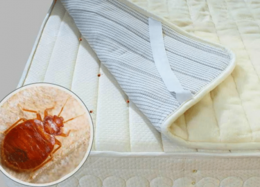 В этой статье мы рассмотрим эффективные методы борьбы с клопами, а также дадим полезные советы по предотвращению их появления. Мы уверены, что инфо...