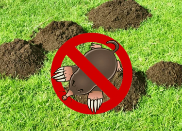 В данной статье мы рассмотрим эффективные методы уничтожения кротов и защиты Вашего участка от их разрушительного воздействия. Вы узнаете о причина...