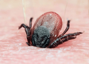 В данной статье мы рассмотрим важность обработки от клещей в Москве, методы и средства, которые помогут защитить Вас и Ваших близких от этих опасны...