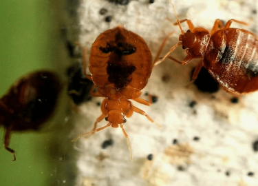 В данной статье мы рассмотрим, как избавиться от клопов в Перми, используя как домашние методы, так и профессиональные услуги. Вы узнаете о причина...