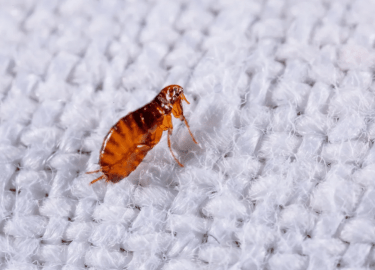 В данной статье мы рассмотрим эффективные методы профилактики появления блох в квартире. Вы узнаете о причинах их появления, а также о том, как пре...