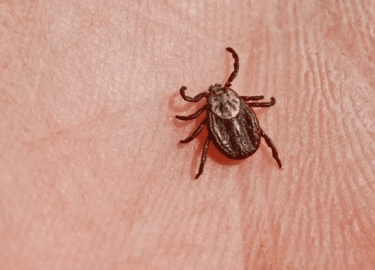 В данной статье мы рассмотрим проблему клещей в Москве, их опасность и методы борьбы с ними. Вы узнаете, как предотвратить появление клещей, а такж...