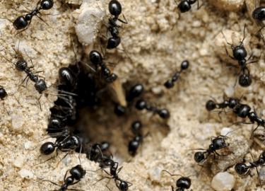 В этой статье мы рассмотрим, как эффективно справиться с муравьями на даче, используя различные методы и средства. Мы также поделимся полезными сов...