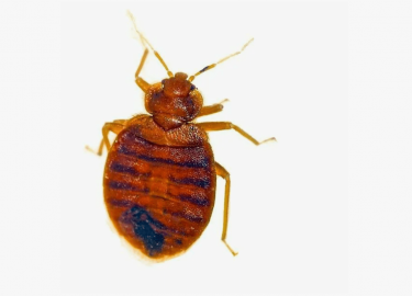 Статья посвящена проблеме уничтожения клопов в Москве, описывает причины их появления, предлагает эффективные решения и указывает на стоимость дези...