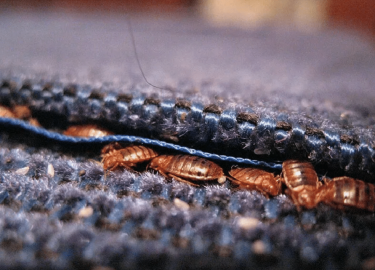 В данной статье мы рассмотрим, как эффективно и недорого травить клопов в квартире в Москве. Вы узнаете о ценах на услуги, методах борьбы с насеком...