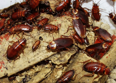В этой статье мы подробно рассмотрим, как избавиться от тараканов, используя эффективные методы и средства. Мы также обсудим, как предотвратить их ...
