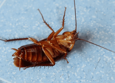 В данной статье мы рассмотрим эффективные средства для уничтожения тараканов в Челябинске, а также дадим советы по выбору и применению этих средств...