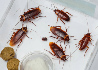 В данной статье мы рассмотрим проблему тараканов в Москве и предложим эффективные решения для их уничтожения. СЭС &laquo;ДезКлопик&raquo; предостав...