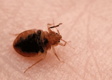 В статье рассматривается проблема клопов в Москве, способы их уничтожения, цены на услуги и отзывы клиентов о компании ДезКлопик. Вы получите полез...