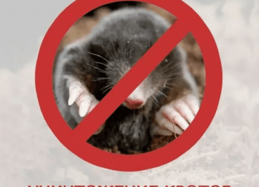 В данной статье мы рассмотрим эффективные методы уничтожения кротов на участке в Санкт-Петербурге. Вы узнаете о причинах появления кротов, их вреде...