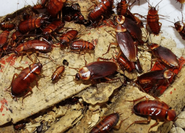 В данной статье мы рассмотрим проблему появления тараканов в квартирах Москвы и предложим эффективные решения для их уничтожения. Узнайте, как санэ...