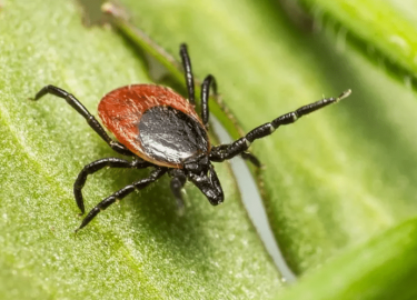 В данной статье мы рассмотрим проблему клещей в Москве, их опасность для здоровья и эффективные методы уничтожения. Вы узнаете о профессиональных у...