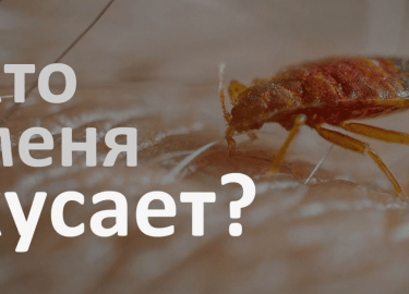 В этой статье мы подробно рассмотрим основные причины появления укусов, а также предложим эффективные решения для борьбы с этой проблемой. Мы также...