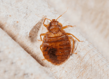 В данной статье мы рассмотрим, как эффективно избавиться от клопов навсегда в Санкт-Петербурге. Вы узнаете о причинах появления этих насекомых, мет...