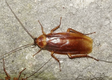 В данной статье мы рассмотрим проблему появления тараканов в квартирах Москвы и эффективные методы их уничтожения с помощью тумана. Вы узнаете о пр...