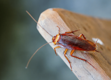 В данной статье мы рассмотрим проблему тараканов в Москве, их влияние на здоровье и комфорт, а также предложим эффективные решения для их уничтожен...